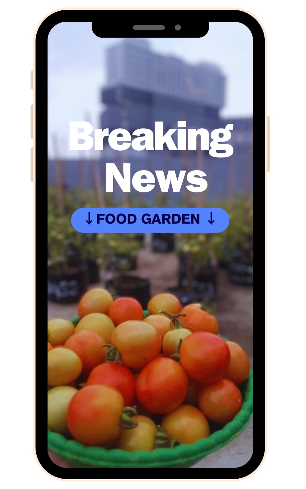 Foood garden tomato